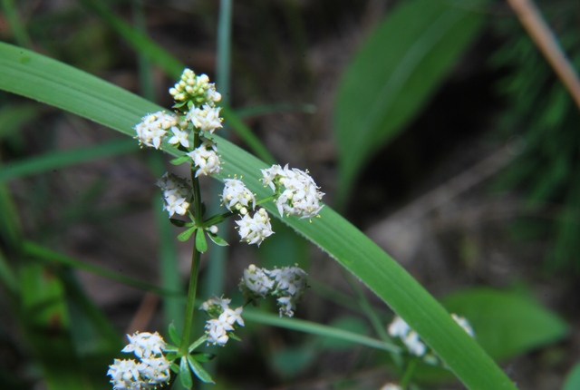 Galium